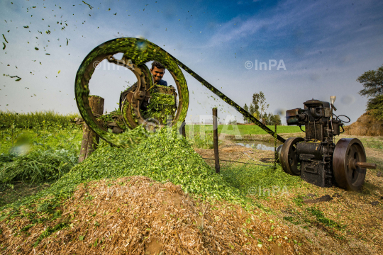 Village Life, Daily Life