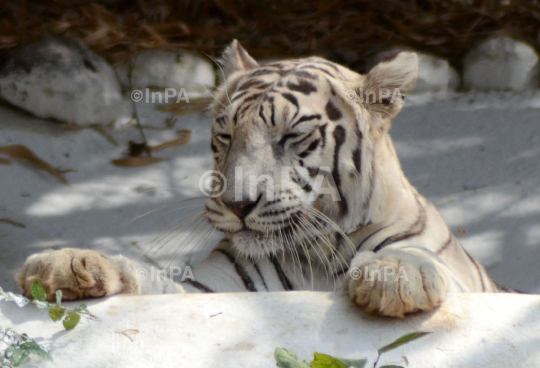 White tiger