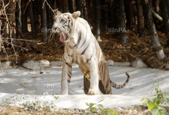 White tiger