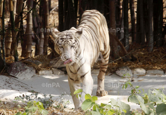 White tiger