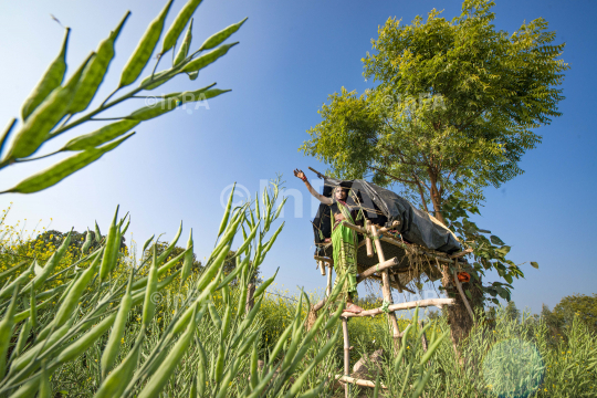 Woman Farmer