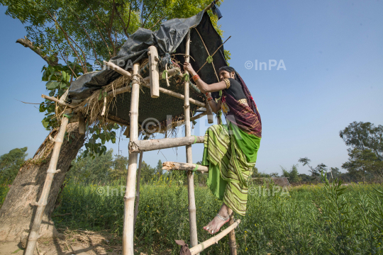 Woman Farmer