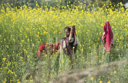 Woman Farmer, Village woman