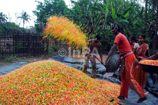 Womens busy in drying Finger chips Papads 