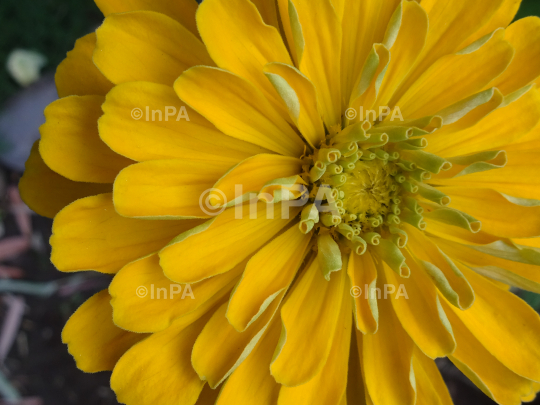 Yellow flower